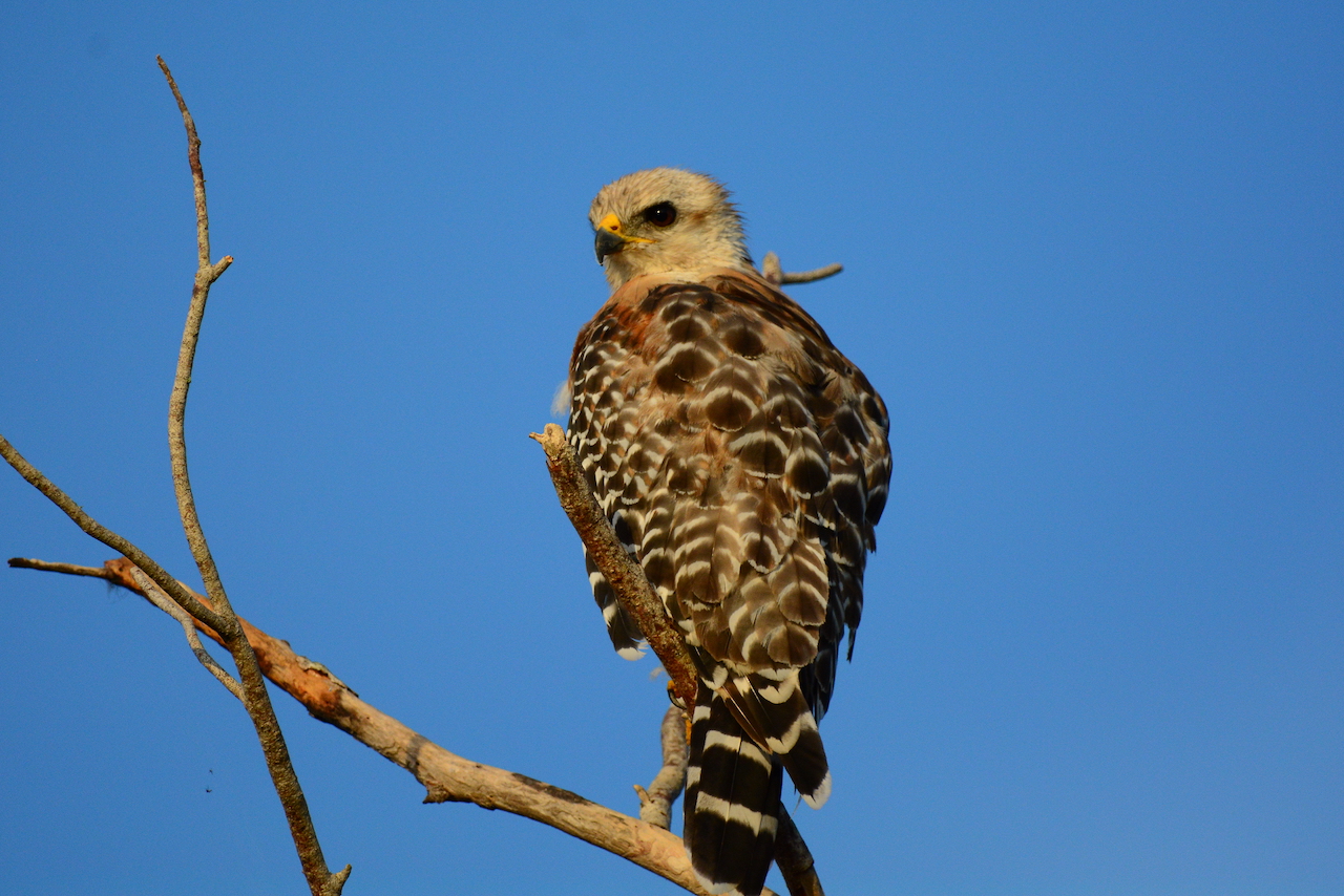 Buteo lineatus